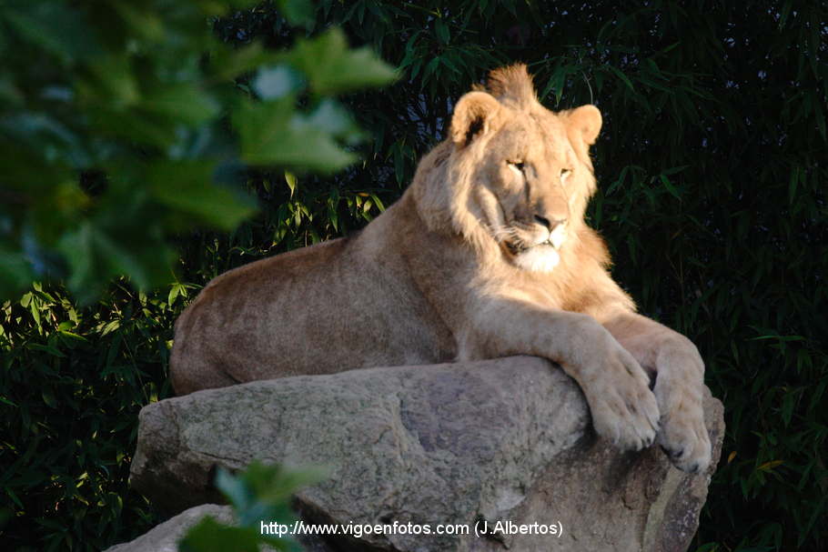 FOTOS DE LEONES Y LEONAS. - VIGO. GALICIA