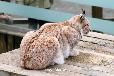 LYNX. EUROPEAN AND IBERIAN