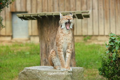 LYNX. EUROPEAN AND IBERIAN