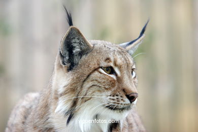 LINCE IBÉRICO E EUROASIÁTICO