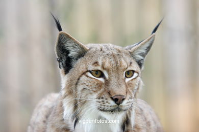 LINCE IBÉRICO Y EUROPEO