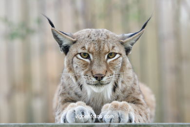 LYNX. EUROPEAN AND IBERIAN