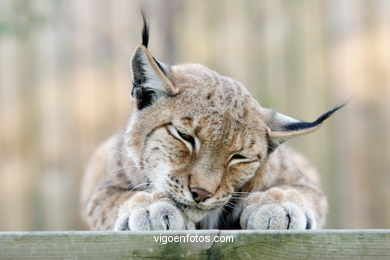 LINCE IBÉRICO Y EUROPEO