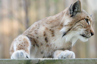 LYNX. EUROPEAN AND IBERIAN