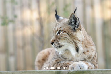 LINCE IBÉRICO Y EUROPEO