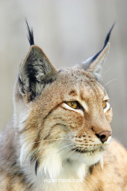 LINCE IBÉRICO Y EUROPEO