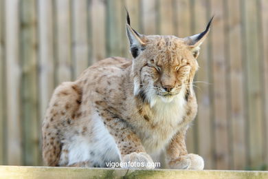 LINCE IBÉRICO E EUROASIÁTICO