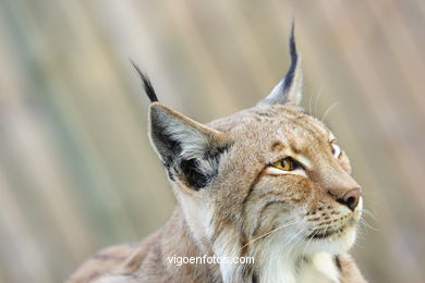 LYNX. EUROPEAN AND IBERIAN