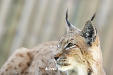 LINCE IBÉRICO Y EUROPEO