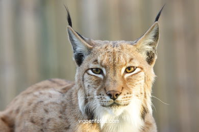 LINCE IBÉRICO Y EUROPEO