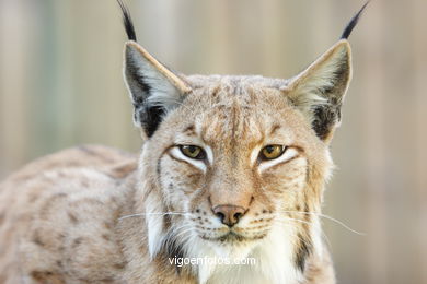 LINCE IBÉRICO E EUROASIÁTICO