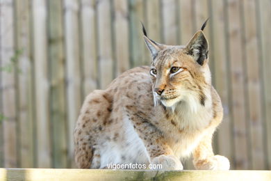 LINCE IBÉRICO E EUROASIÁTICO