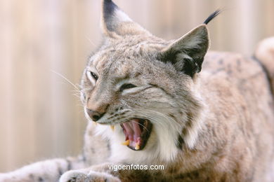 LINCE IBÉRICO E EUROASIÁTICO