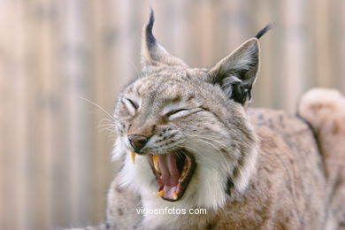 LINCE IBÉRICO E EUROASIÁTICO