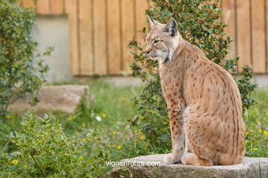 LINCE IBÉRICO E EUROASIÁTICO