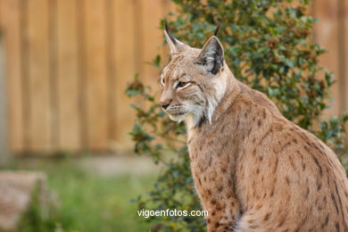 LYNX. EUROPEAN AND IBERIAN