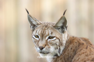 LINCE IBÉRICO Y EUROPEO