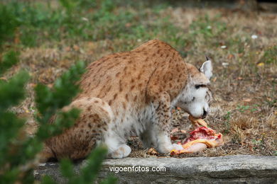 LINCE IBÉRICO E EUROASIÁTICO