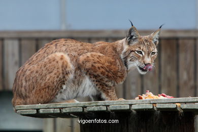 LYNX. EUROPEAN AND IBERIAN