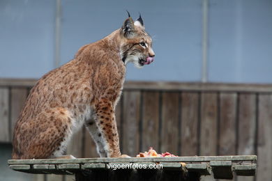 LYNX. EUROPEAN AND IBERIAN