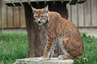 LYNX. EUROPEAN AND IBERIAN