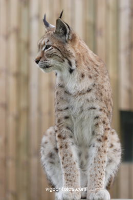 LINCE IBÉRICO E EUROASIÁTICO