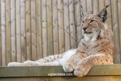 LINCE IBÉRICO Y EUROPEO