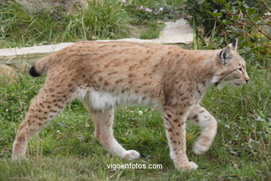 LINCE IBÉRICO Y EUROPEO