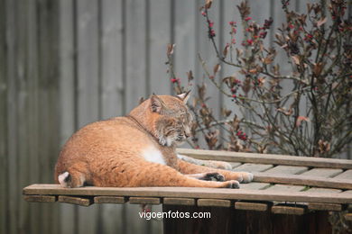 LINCE IBÉRICO Y EUROPEO