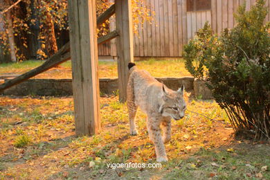 LINCE IBÉRICO E EUROASIÁTICO