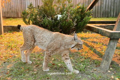 LYNX. EUROPEAN AND IBERIAN