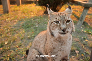 LINCE IBÉRICO E EUROASIÁTICO