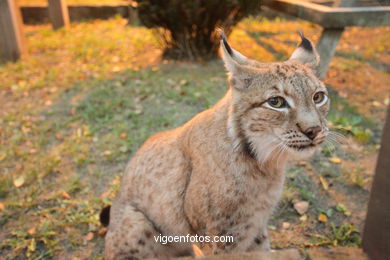 LINCE IBÉRICO E EUROASIÁTICO