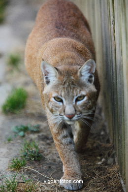 LINCE IBÉRICO Y EUROPEO