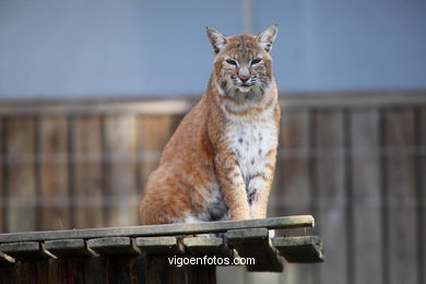 LINCE IBÉRICO Y EUROPEO