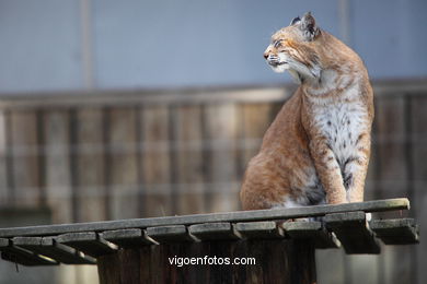 LINCE IBÉRICO E EUROASIÁTICO