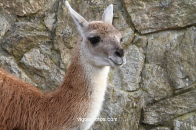 LLAMAS Y GUANACOS