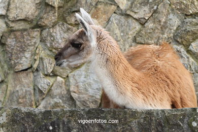 LLAMAS Y GUANACOS