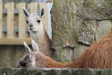 LHAMAS E GUANACOS