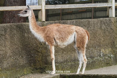 LLAMAS Y GUANACOS