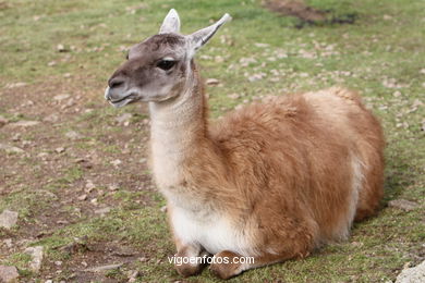 LHAMAS E GUANACOS