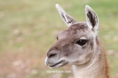 Llama y guanaco