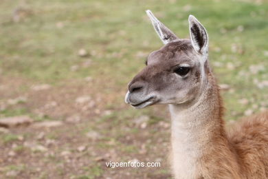 LLAMAS Y GUANACOS