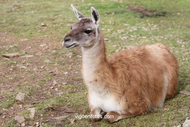 LLAMAS AND GUANACOS