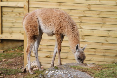 LHAMAS E GUANACOS