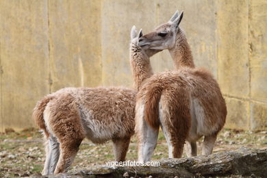 LLAMAS AND GUANACOS