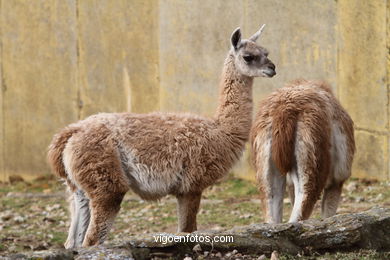 LHAMAS E GUANACOS