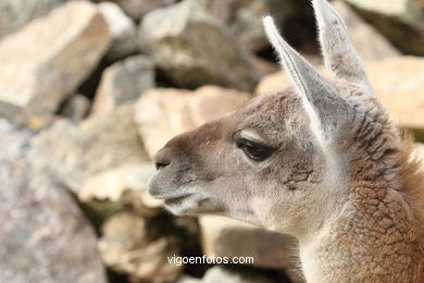 LLAMAS AND GUANACOS