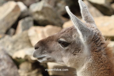 LLAMAS Y GUANACOS