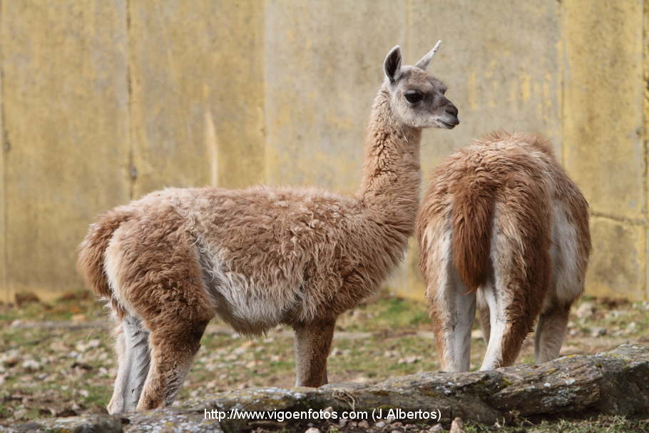 FOTOS DE LLAMAS Y GUANACOS VIGO. GALICIA